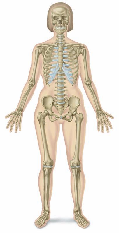OSTEOPOROSIS The human skeleton There are about 206 bones in the human skeleton linked to each other by joints. They provide a strong flexible framework that is moved by muscles.