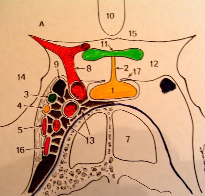 Cranial nerves III, IV, V