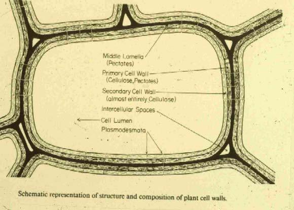 Attack inside the plant Structure and composition of plant cell
