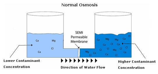 The Dialysis Process Osmosis The movement of fluid (water) across a semipermeable membrane from an area of lower concentration of particles to an area of higher concentration of particles.