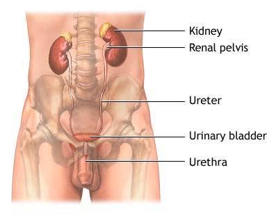 Renal Anatomy Brief review of anatomy structures composing the renal system: (handouts showing positioning of structures
