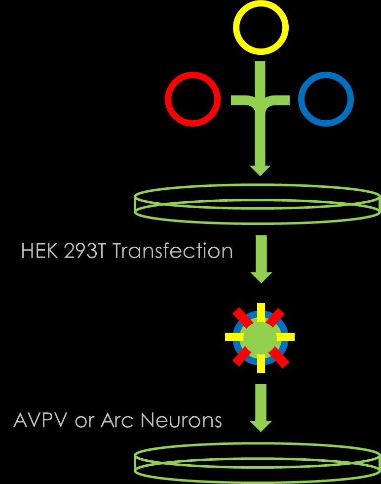 Immortalization Method Transfect HEK 293T with four plasmids 1) SV40 large T-antigen (TAg) Transgene Plasmid 2) prev packaging plasmid 3) pgag/pol