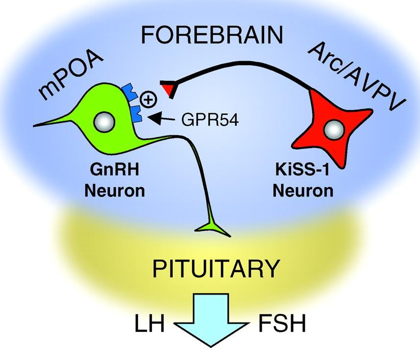 Kisspeptin-Releasing Neurons Kisspeptin stimulates GnRH neurons to secrete GnRH Kisspeptin
