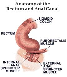 source: SEER Training Modules Colorectal Cancer Rectosigmoid/Rectum Anatomy 12
