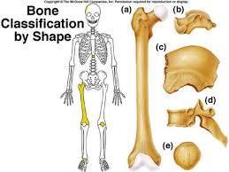 Classification of Bones A.