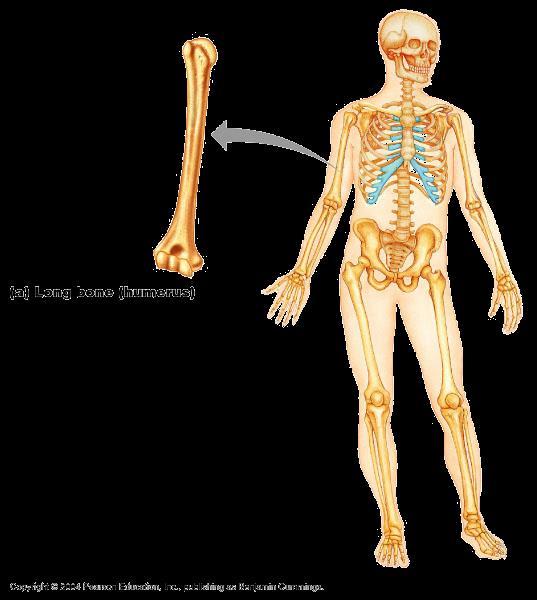 C: Classification of Bones based on shape The long