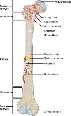 Has two types. Typical long bones Miniature long bones.