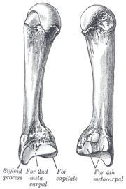 the diaphysis, with an epiphysis at each end of the