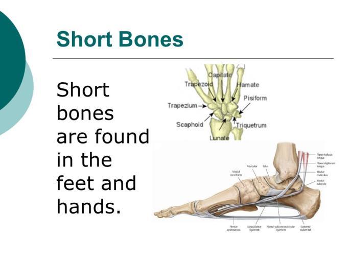C: Classification of Bones based on