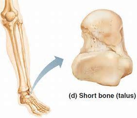 SHORT BONES: Short bones are