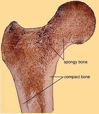 A. Spongy bones Consists of slender, irregular trabeculae or bars of compact bone which branch and anastomose with one another to form intercommunicating spaces that are filled