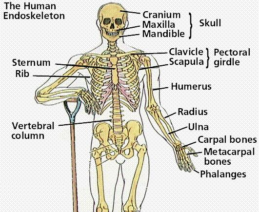 Skeleton Human Skeleton, like