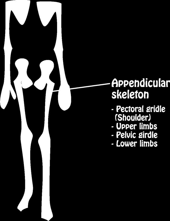 The skeletal system may be divided into two functional parts: Skeletal system The Axial