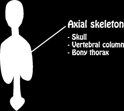 cervical vertebrae) and trunk (ribs, sternum, vertebrae, and sacrum).
