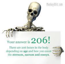 The average adult skeleton has 206 bones.