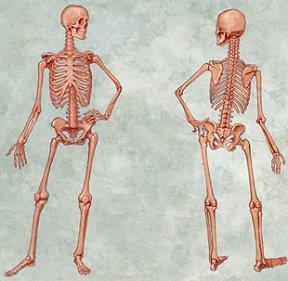 Bones Bones can be categorized as paired or unpaired.