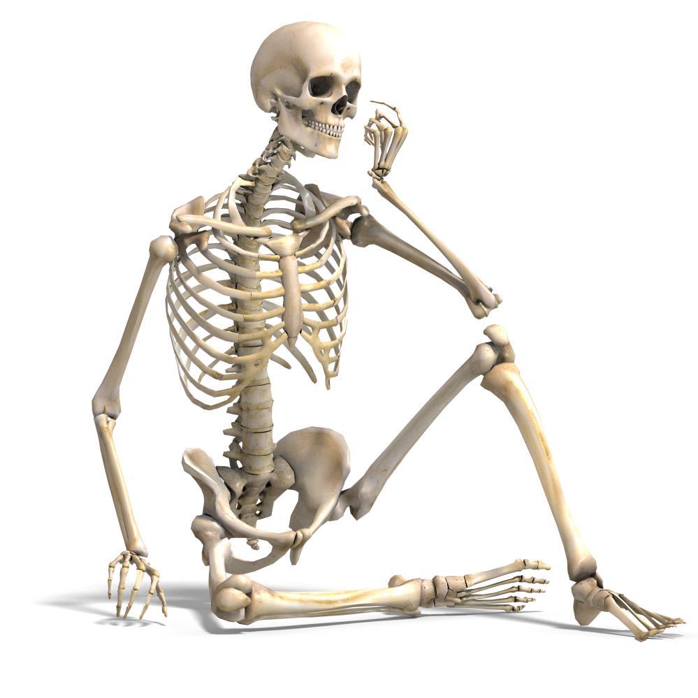 Bones of the adult skeleton provide: Support for the body and its vital cavities. It is the chief supporting tissue of the body. Protection for vital structures e.g. heart and lungs.
