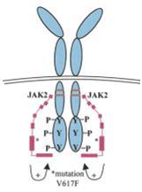 Specific effects of HDAC inhibitors in MPN JAK2 V617F p HDACi STAT5p + 5azaD* nucleus Gene regulation Proliferation