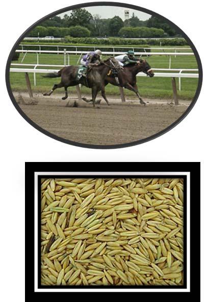 select fibre forages Domestication of the horse Current use of the horse: Recreational purposes Breeding Sport