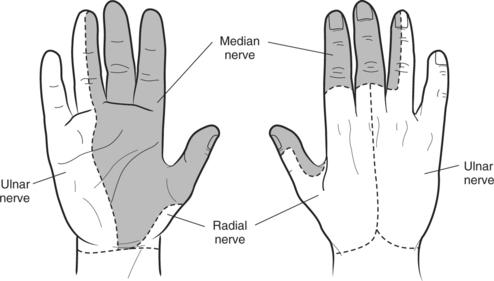 There are three nerves which make a normal hand function. The radial nerve gives sensation to the top of the hand.