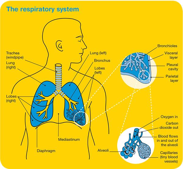 About the lungs The lungs are the main organs in the body used for breathing and are part of the respiratory system.
