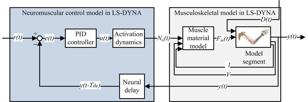 4 Jonas Östh et al. Fig. 2 Schematic representation of the neuromuscular feedback control model used in the Active HBM. Adapted from Östh [9].