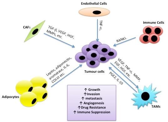 Figure 3: A schematic representation of stromal cells in a dynamic breast tumour microenvironment Breast tumour growth, invasion, metastasis, angiogenesis, drug resistance and immune suppression are