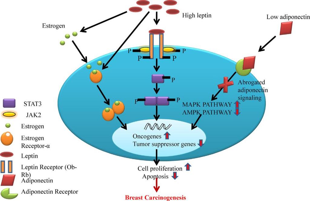 Figure 6: Adiponectin, leptin and estrogen signalling pathway in obesity related breast tumour progression.