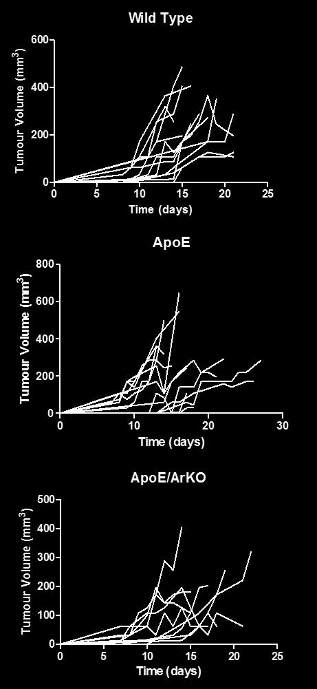 Figure 11: The growth of EO771 tumours in wild type, ApoE and ApoE/ArKO mice. Mice were injected subcutaneously with cultured EO771 cells (1 x 10 6 cells/mouse) into the 4 th MFP.