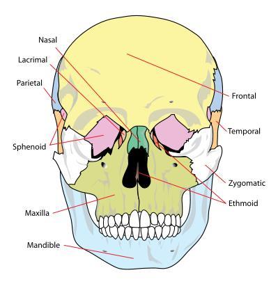 1. Skull The skull is composed of many small bones fused together. Note the following in the cranium. Observe the human skull and identify the following bones. a. Frontal Bone: forms the forehead b.