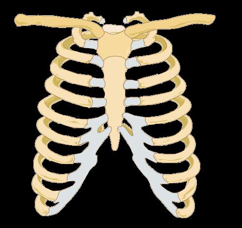 4. The twelve pairs of ribs forms a case that supports the heart and lungs a.