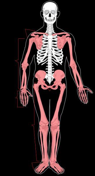 The Appendicular Skeleton The appendicular skeleton includes all hanging bones and their supportive pectoral (shoulder) and