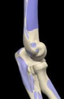 Extensor Tendon and Radial Collateral Ligament