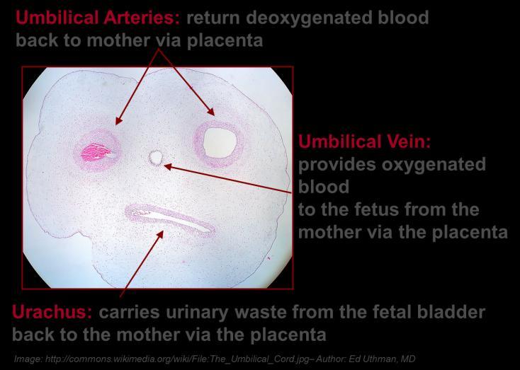 Question No. 4 of 10 4. Oxygenated blood is delivered to the fetus from which one of the following structures in the umbilical cord?