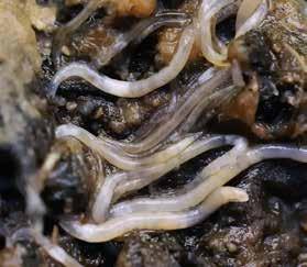 Steinernema feltiae Provides professional control of soil and leaf-dwelling larvae: Sciarid flies (Sciaridae) Larvae of sciarid fl ies cause direct damage to seedlings, cuttings, young plants and