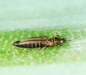5 Mio/m² (horticulture) 2 Mio/m² (mushroom production) Thrips and leafminers Thrips and leafminers are key pests in many greenhouse crops and ornamental plants.