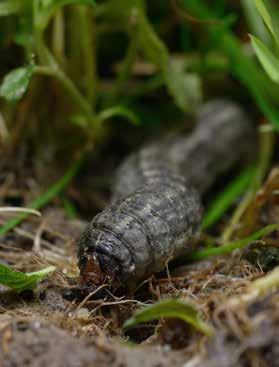 Steinernema carpocapsae Effectively controls larvae of: Overwintering codling moth larvae (Cydia pomonella) Application of nematodes in autumn will control overwintering codling moth larvae.