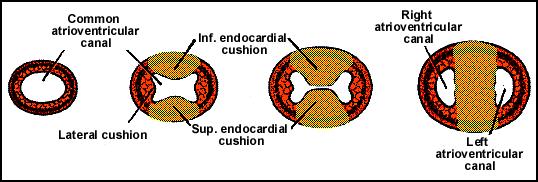 Atrioventricular septum Endocardial cushions develop in the dorsal and ventral walls of the heart in the region of the atrioventricular canal.