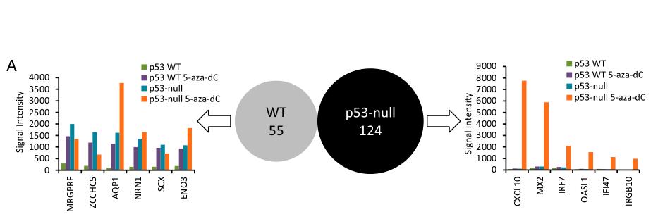 Different genes expression Treatment of p53-wt and p53-null MEFs with 5-aza-dC led to activation of 55 and 124 genes, respectively.