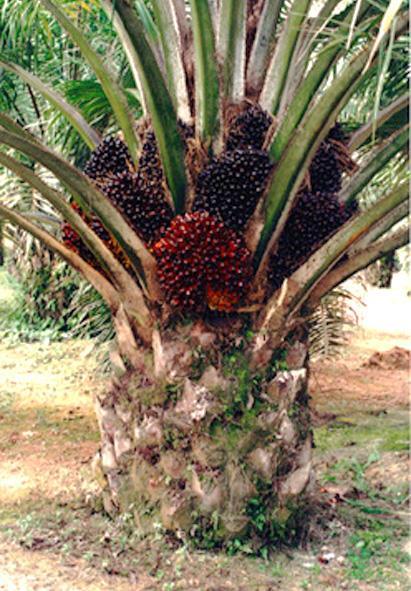 Species: Elaeis guineensis Type: Tenera (DXP) Planting density: 148 palm/ha Nursery period: 24 months