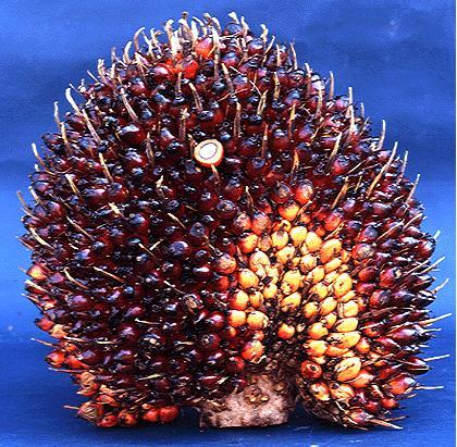The Oil Palm Fruits Basic Information Fruits