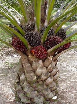 Oil Palm Tress Mature