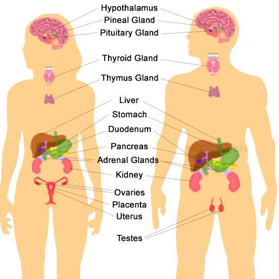 Cancer Association of South Africa (CANSA) Fact Sheet on Pituitary Gland Cancer Introduction The endocrine system is a network of endocrine glands and nerves throughout the body.