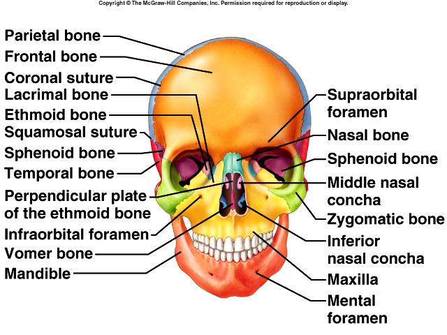 Skull Frontal (1) forehead roof of nasal cavity roofs of