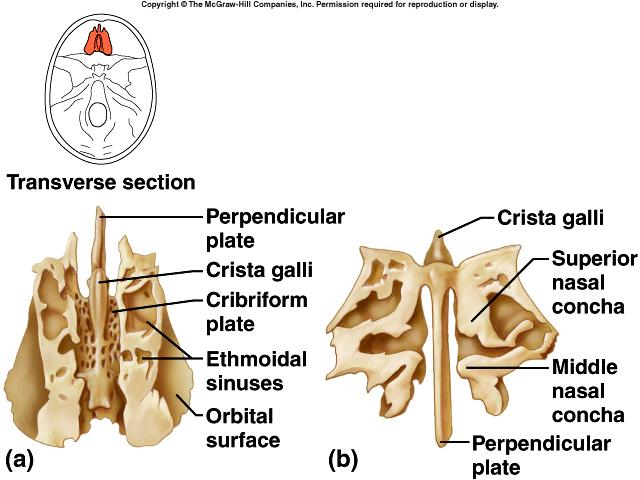 Skull Ethmoid (1) roof and walls of nasal cavity floor of cranium wall of orbits cribiform