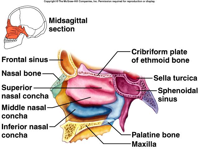 Facial Skeleton Inferior Nasal Conchae (2)