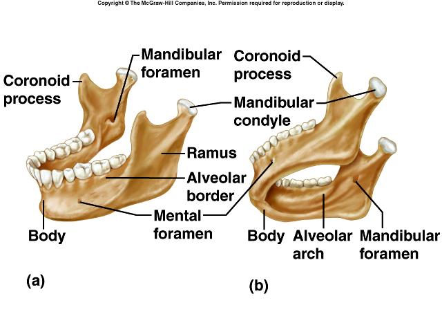 Facial Skeleton Mandible (1) lower jaw body ramus mandibular condyle