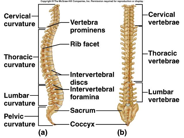 Vertebral Column cervical curvature thoracic curvature lumbar curvature pelvic