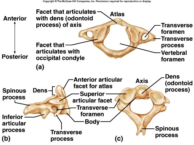 Cervical Vertebrae Atlas 1 st ; supports head Axis 2 nd ; dens pivots to turn head