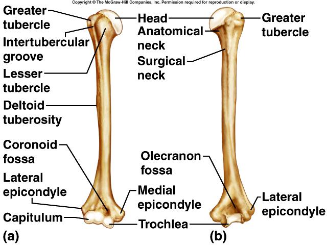 Humerus head greater tubercle lesser tubercle anatomical neck surgical